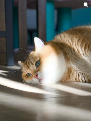 Hosico