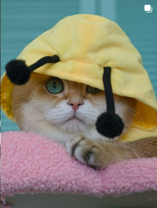 Hosico