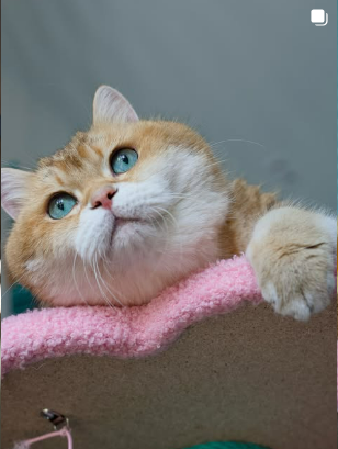 Hosico portrait